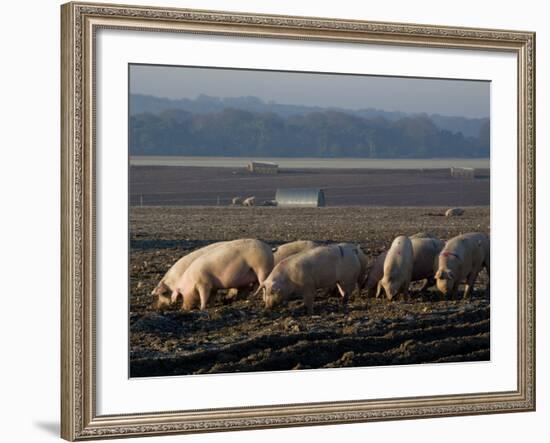 Free Range Pig Farming, Wiltshire, England, United Kingdom, Europe-Charles Bowman-Framed Photographic Print