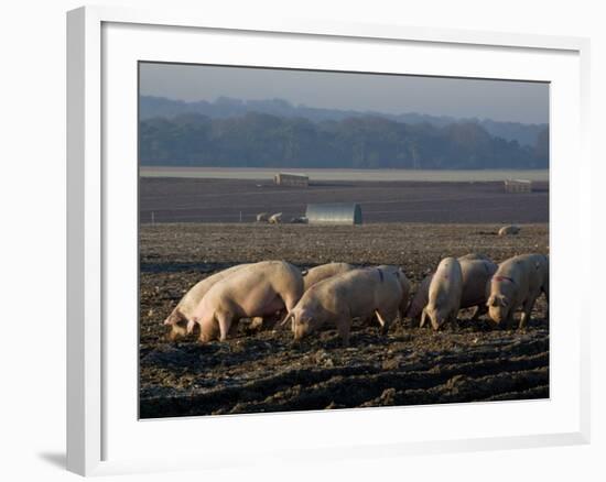 Free Range Pig Farming, Wiltshire, England, United Kingdom, Europe-Charles Bowman-Framed Photographic Print