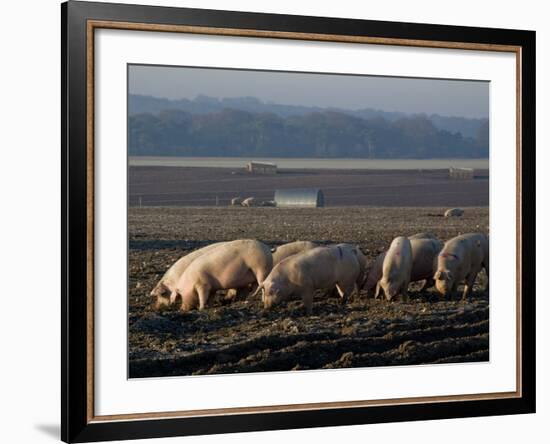 Free Range Pig Farming, Wiltshire, England, United Kingdom, Europe-Charles Bowman-Framed Photographic Print