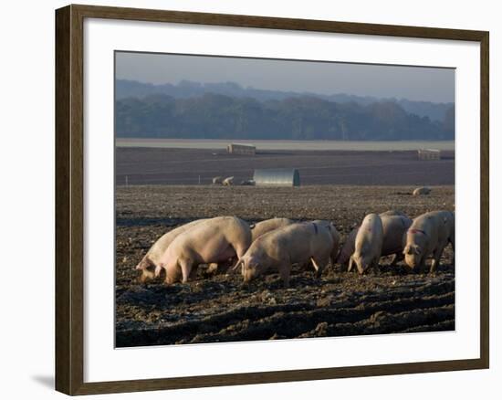 Free Range Pig Farming, Wiltshire, England, United Kingdom, Europe-Charles Bowman-Framed Photographic Print