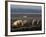 Free Range Pig Farming, Wiltshire, England, United Kingdom, Europe-Charles Bowman-Framed Photographic Print