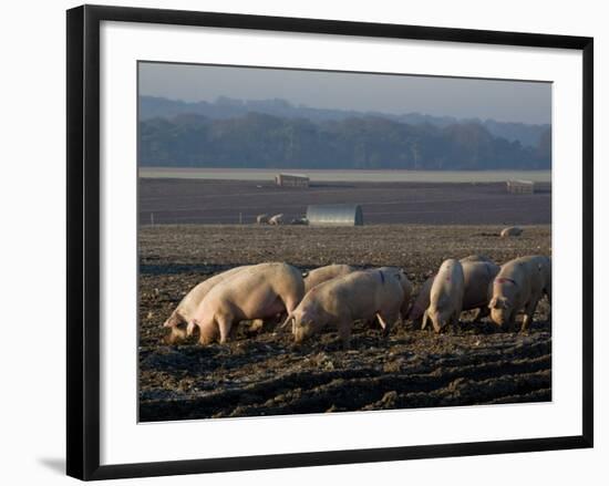 Free Range Pig Farming, Wiltshire, England, United Kingdom, Europe-Charles Bowman-Framed Photographic Print