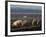 Free Range Pig Farming, Wiltshire, England, United Kingdom, Europe-Charles Bowman-Framed Photographic Print