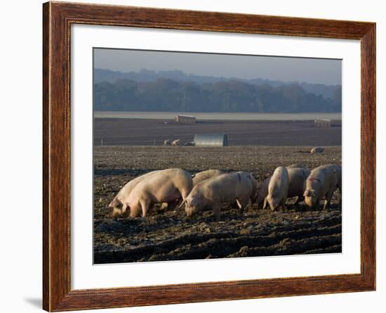 Free Range Pig Farming, Wiltshire, England, United Kingdom, Europe-Charles Bowman-Framed Photographic Print