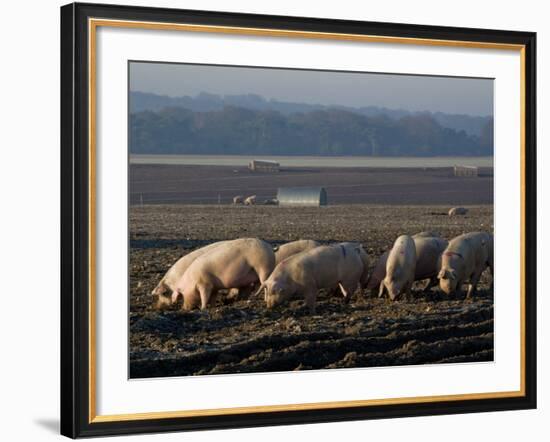 Free Range Pig Farming, Wiltshire, England, United Kingdom, Europe-Charles Bowman-Framed Photographic Print