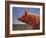 Free Range Pig-James W. Johnson-Framed Giclee Print