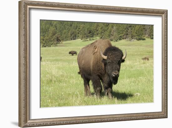 Free-Ranging Bison Bull on the Grasslands of Custer State Park in the Black Hills, South Dakota-null-Framed Photographic Print