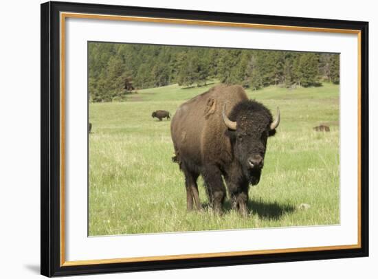 Free-Ranging Bison Bull on the Grasslands of Custer State Park in the Black Hills, South Dakota-null-Framed Photographic Print