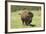 Free-Ranging Bison Bull on the Grasslands of Custer State Park in the Black Hills, South Dakota-null-Framed Photographic Print