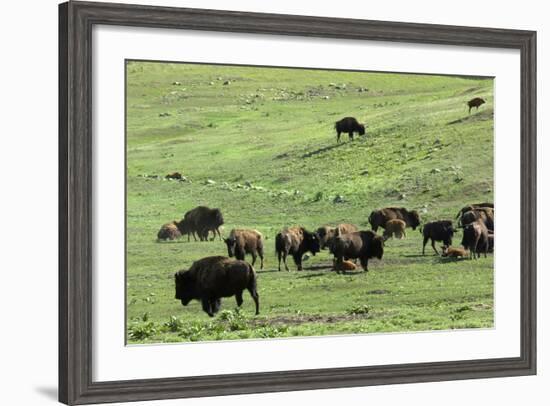 Free-Ranging Buffalo Herd on the Grasslands of Custer State Park in the Black Hills, South Dakota-null-Framed Photographic Print