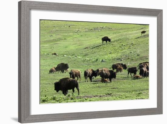 Free-Ranging Buffalo Herd on the Grasslands of Custer State Park in the Black Hills, South Dakota-null-Framed Photographic Print