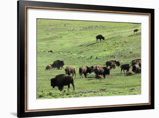 Free-Ranging Buffalo Herd on the Grasslands of Custer State Park in the Black Hills, South Dakota-null-Framed Photographic Print