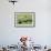 Free-Ranging Buffalo Herd on the Grasslands of Custer State Park in the Black Hills, South Dakota-null-Framed Photographic Print displayed on a wall