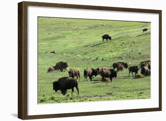 Free-Ranging Buffalo Herd on the Grasslands of Custer State Park in the Black Hills, South Dakota--Framed Photographic Print