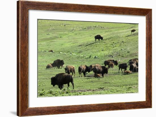 Free-Ranging Buffalo Herd on the Grasslands of Custer State Park in the Black Hills, South Dakota-null-Framed Photographic Print