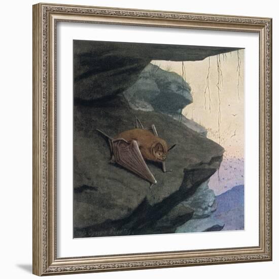 Free Tailed Bat-Louis Agassiz Fuertes-Framed Giclee Print