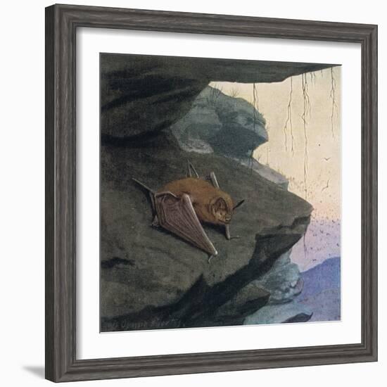 Free Tailed Bat-Louis Agassiz Fuertes-Framed Giclee Print