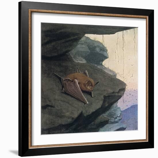 Free Tailed Bat-Louis Agassiz Fuertes-Framed Giclee Print