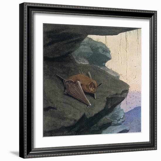 Free Tailed Bat-Louis Agassiz Fuertes-Framed Giclee Print