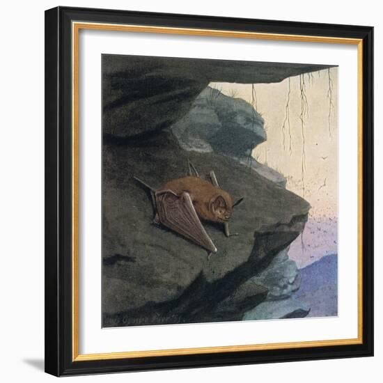 Free Tailed Bat-Louis Agassiz Fuertes-Framed Giclee Print