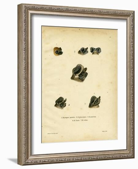 Free-Tailed Bats-null-Framed Giclee Print