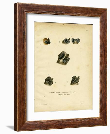 Free-Tailed Bats-null-Framed Giclee Print