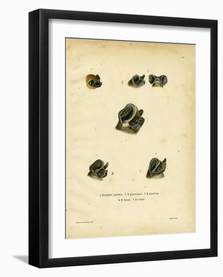 Free-Tailed Bats-null-Framed Giclee Print