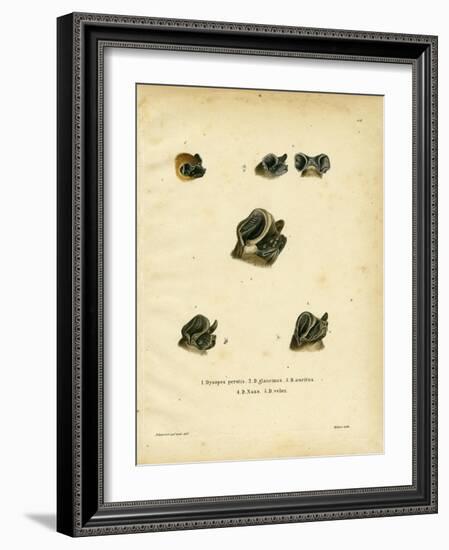 Free-Tailed Bats-null-Framed Giclee Print