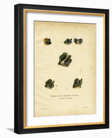 Free-Tailed Bats-null-Framed Giclee Print