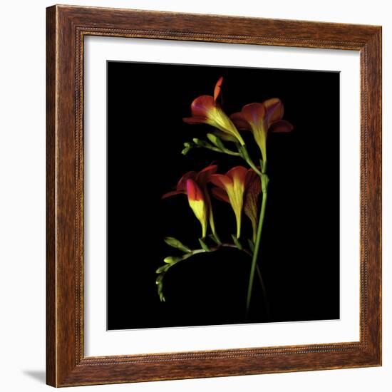 Freesia 2-Magda Indigo-Framed Photographic Print