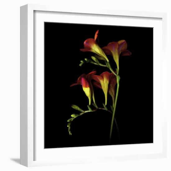 Freesia 2-Magda Indigo-Framed Photographic Print