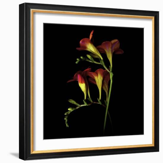 Freesia 2-Magda Indigo-Framed Photographic Print