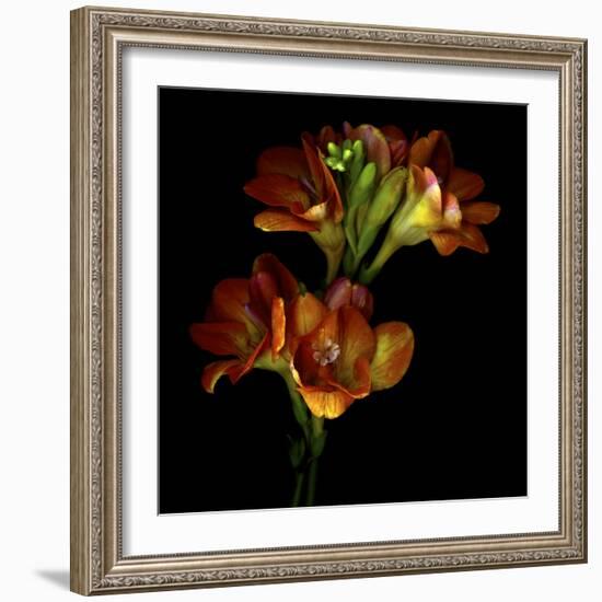 Freesia 4-Magda Indigo-Framed Photographic Print