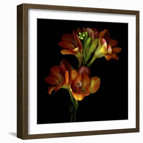 Freesia 4-Magda Indigo-Framed Photographic Print