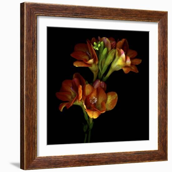 Freesia 4-Magda Indigo-Framed Photographic Print