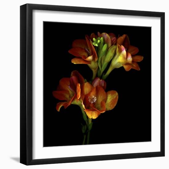 Freesia 4-Magda Indigo-Framed Photographic Print