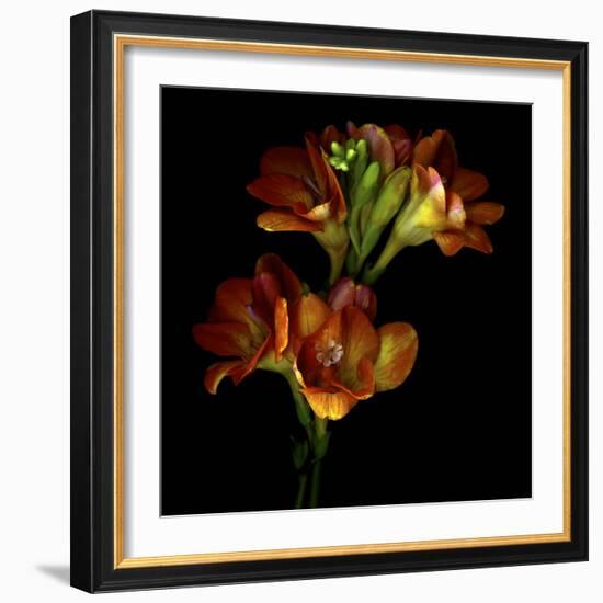 Freesia 4-Magda Indigo-Framed Photographic Print