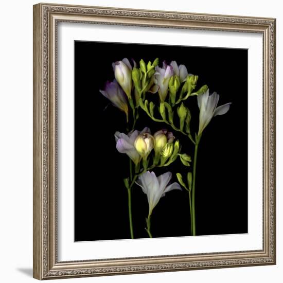 Freesia 5-Magda Indigo-Framed Photographic Print