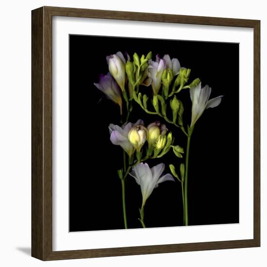 Freesia 5-Magda Indigo-Framed Photographic Print