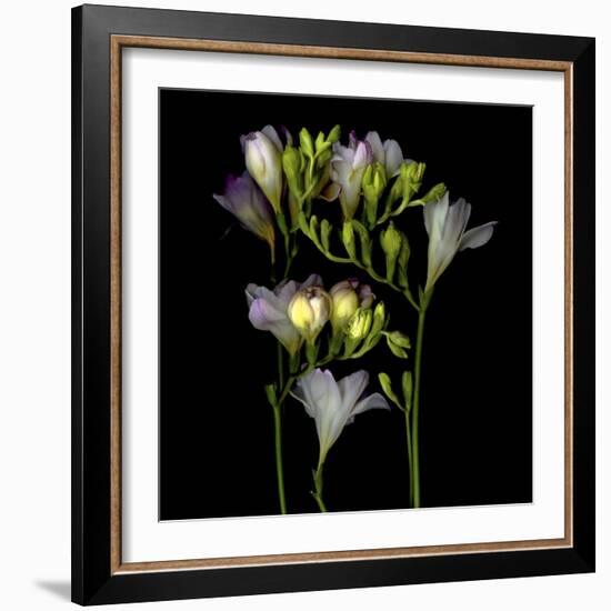 Freesia 5-Magda Indigo-Framed Photographic Print