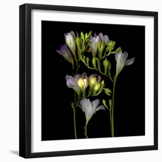 Freesia 5-Magda Indigo-Framed Photographic Print