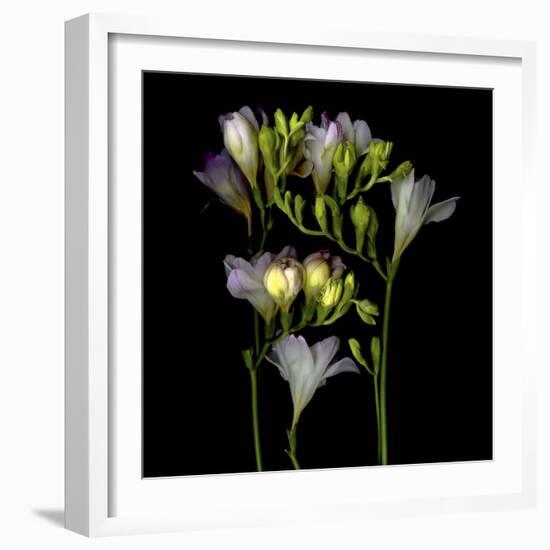 Freesia 5-Magda Indigo-Framed Photographic Print