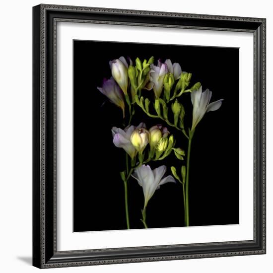 Freesia 5-Magda Indigo-Framed Photographic Print