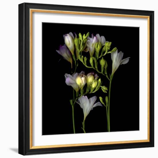 Freesia 5-Magda Indigo-Framed Photographic Print