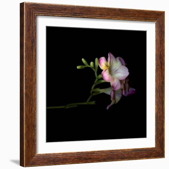 Freesia 6-Magda Indigo-Framed Photographic Print