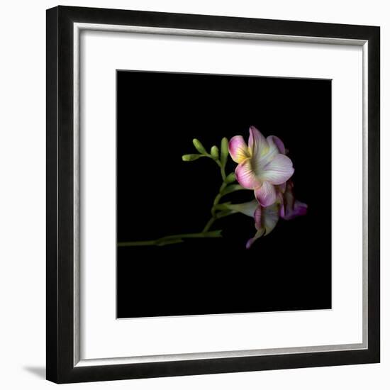 Freesia 6-Magda Indigo-Framed Photographic Print