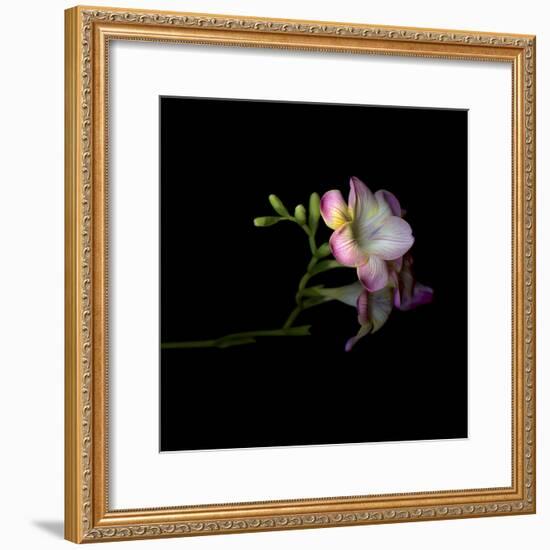 Freesia 6-Magda Indigo-Framed Photographic Print