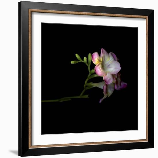 Freesia 6-Magda Indigo-Framed Photographic Print