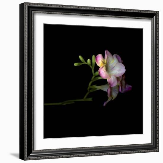 Freesia 6-Magda Indigo-Framed Photographic Print