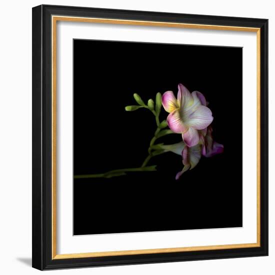 Freesia 6-Magda Indigo-Framed Photographic Print